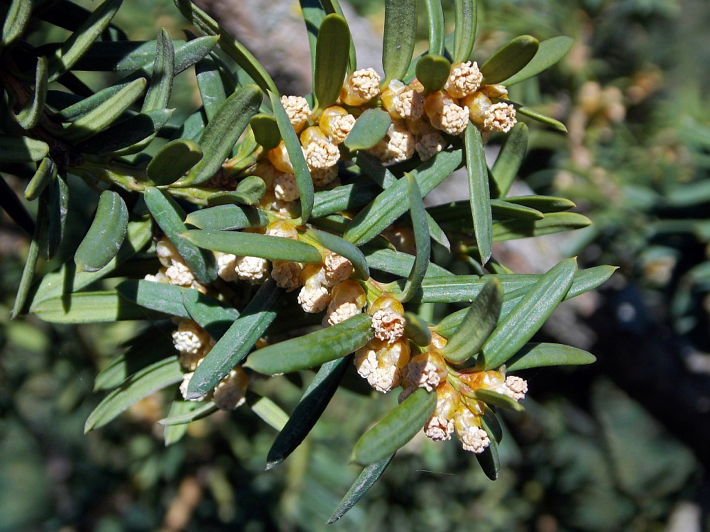 Изображение особи Taxus canadensis.