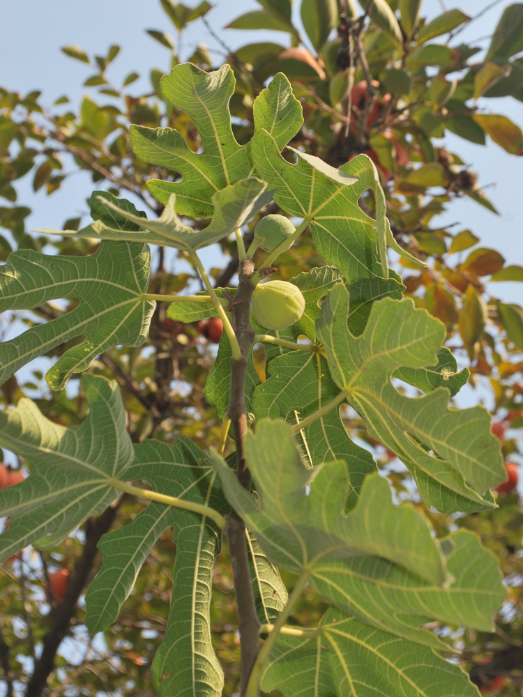 Image of Ficus carica specimen.