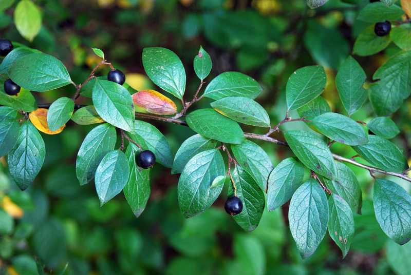 Image of Cotoneaster lucidus specimen.