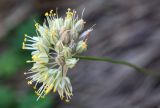 Allium marmoratum