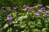 Primula sieboldii