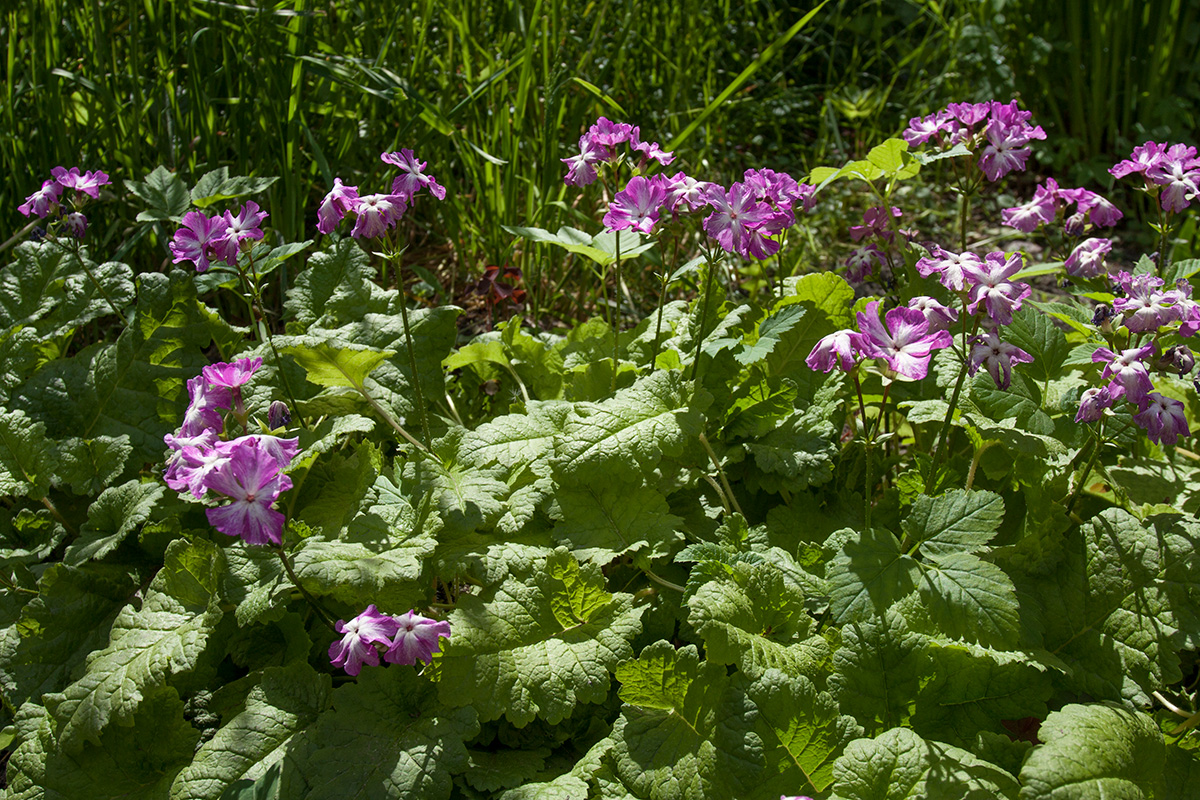 Изображение особи Primula sieboldii.