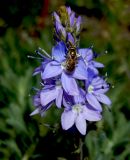 Veronica jacquinii