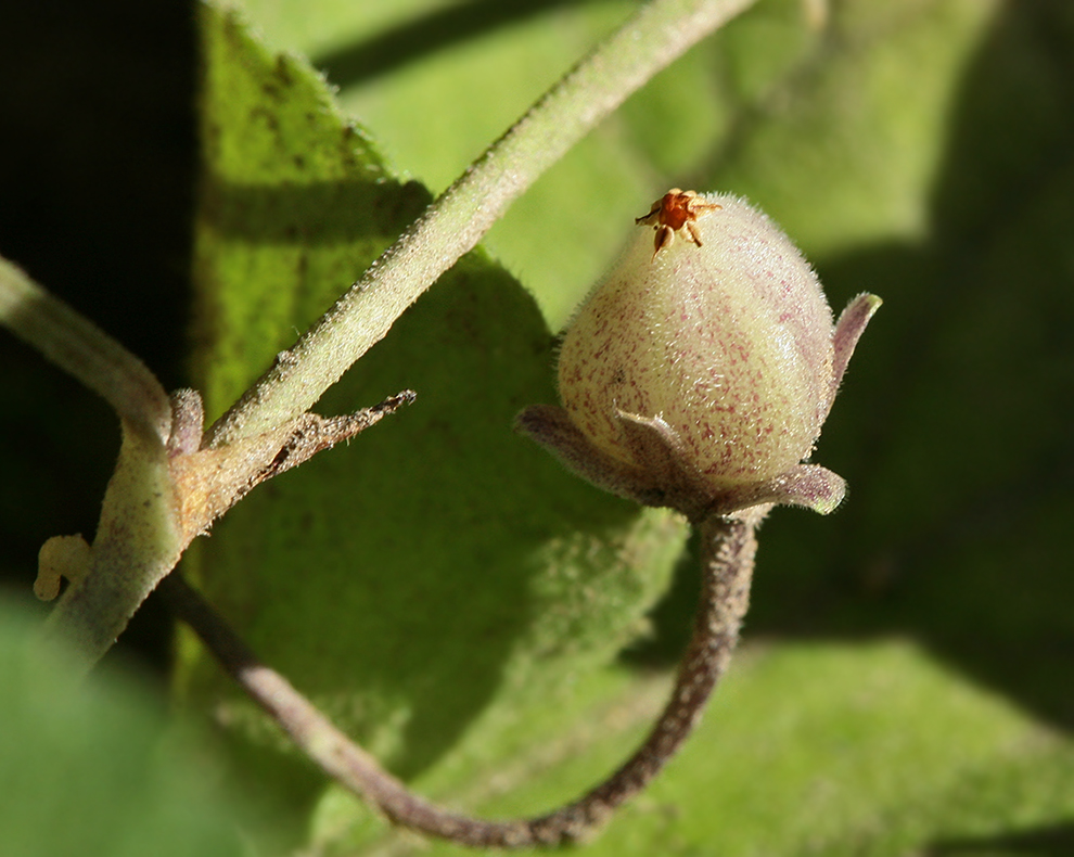 Image of Viola odorata specimen.