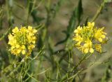 Sisymbrium loeselii. Верхушки соцветий. Восточный Казахстан, г. Усть-Каменогорск, правый берег р. Иртыш. 12.09.2014.