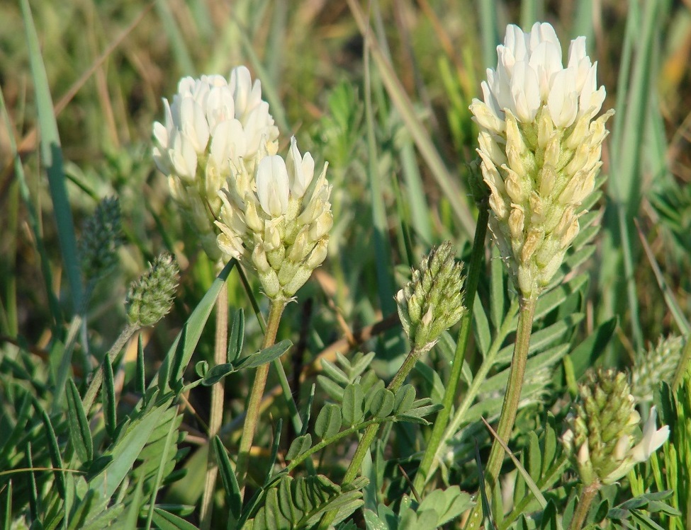 Изображение особи Astragalus inopinatus.