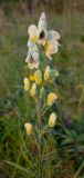 Aconitum anthoroideum. Верхушка цветущего растения. Алтайский край, между сел. Чинета и пос. Тигирек, возвышенность - \"Дунькин Пуп\", остепненный склон. 04.08.2015.