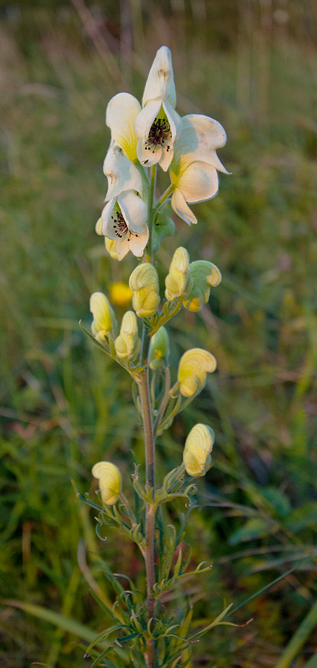 Изображение особи Aconitum anthoroideum.