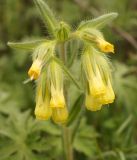 Onosma irritans