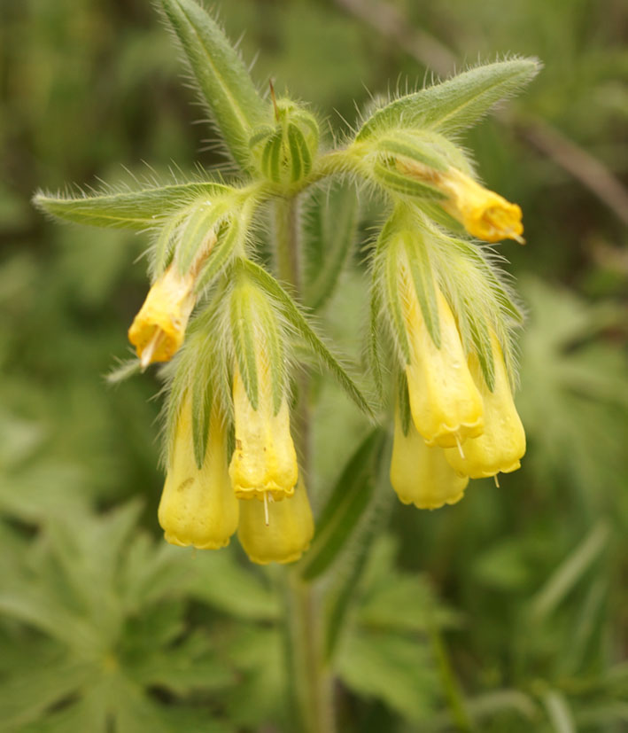 Изображение особи Onosma irritans.