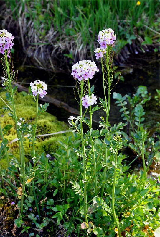Image of Cardamine seidlitziana specimen.