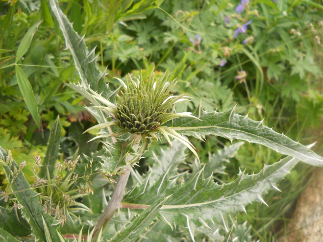 Image of Alfredia nivea specimen.