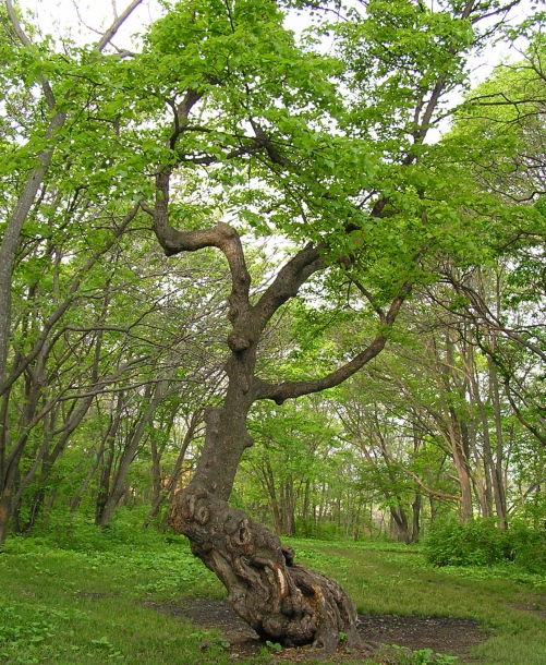 Image of Tilia amurensis specimen.