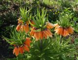 Fritillaria imperialis