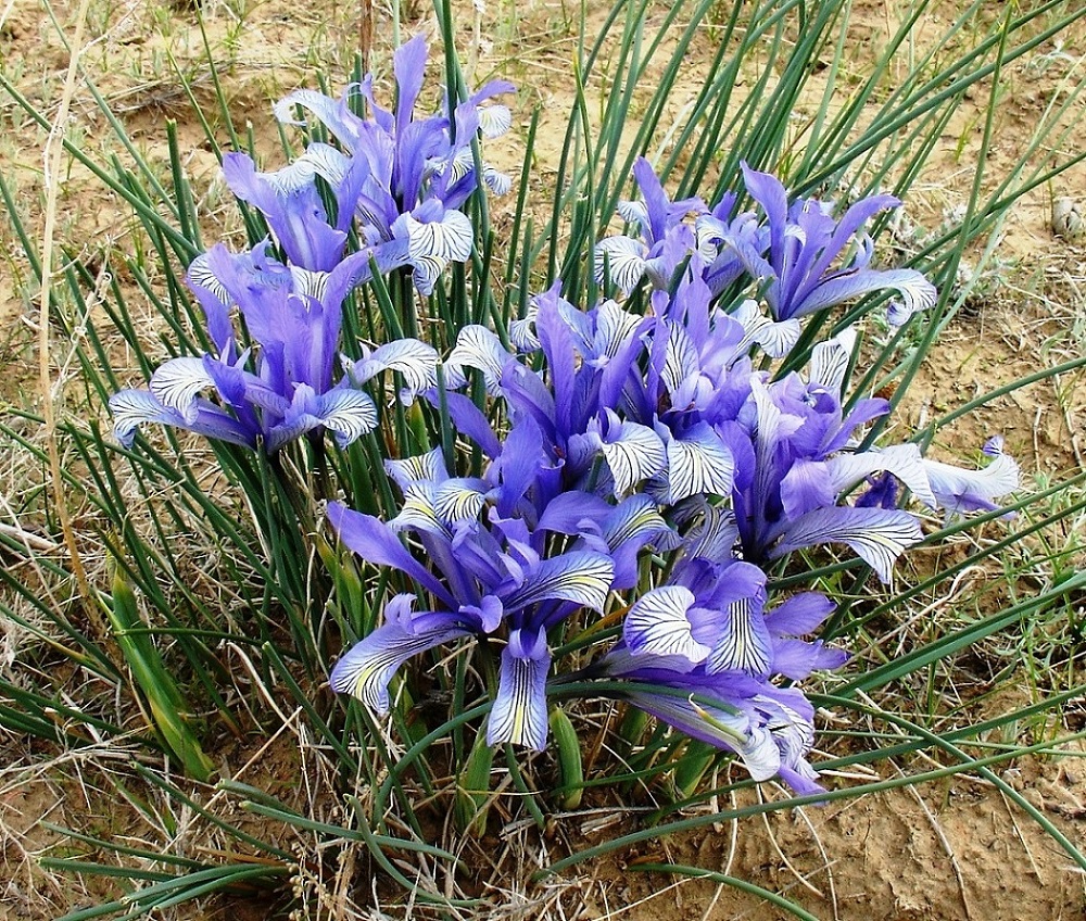 Image of Iris tenuifolia specimen.