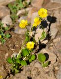 Ranunculus altaicus