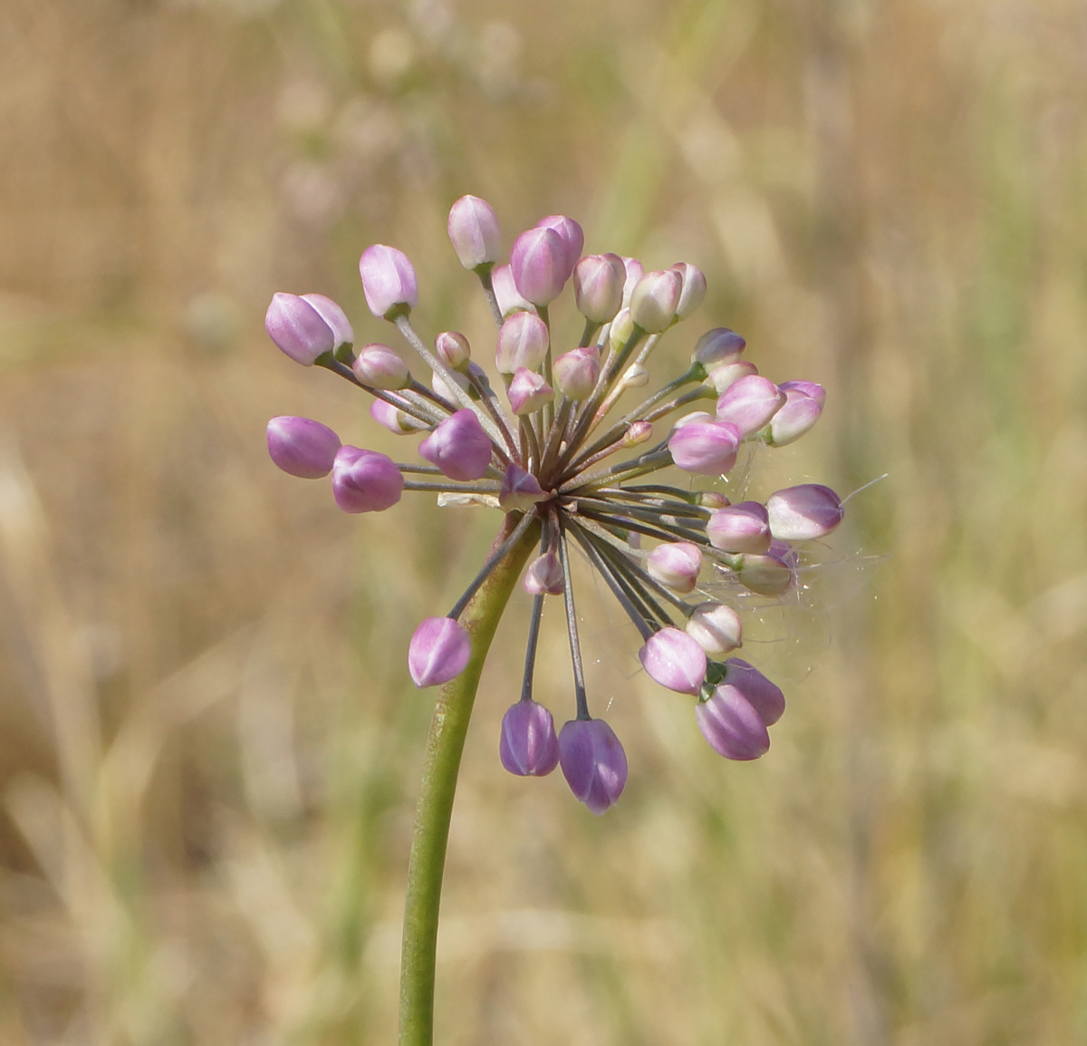 Image of Allium rubens specimen.