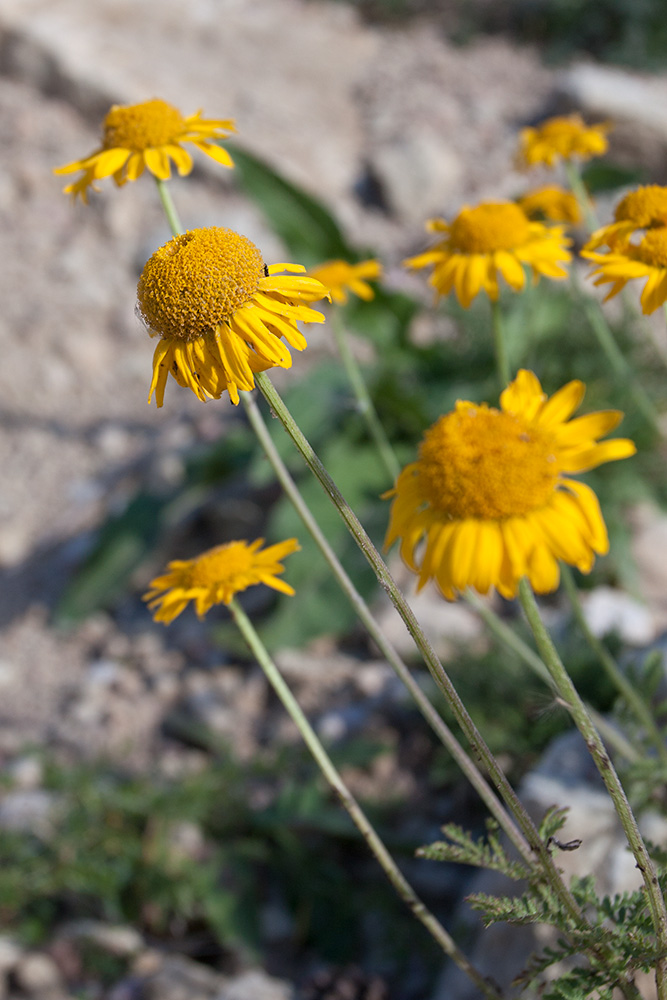 Image of Anthemis tinctoria specimen.