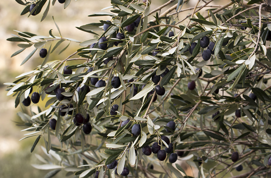 Image of Olea europaea specimen.