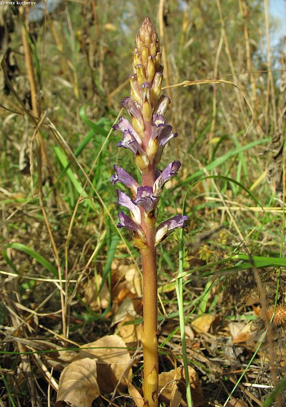 Image of Orobanche amoena specimen.
