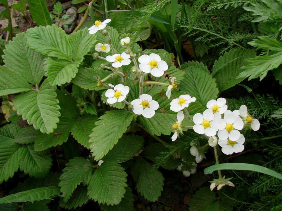 Изображение особи Fragaria moschata.