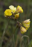 Oxalis form pleniflora