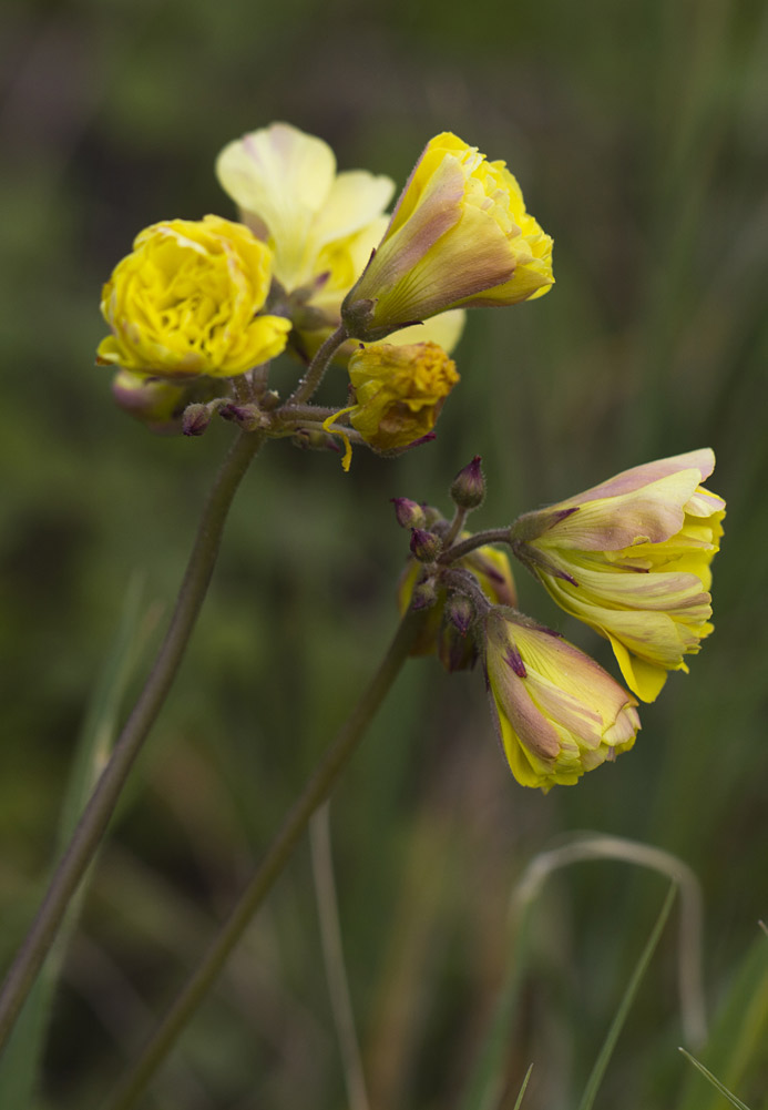 Image of Oxalis pes-caprae f. pleniflora specimen.