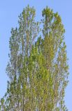 Populus italica