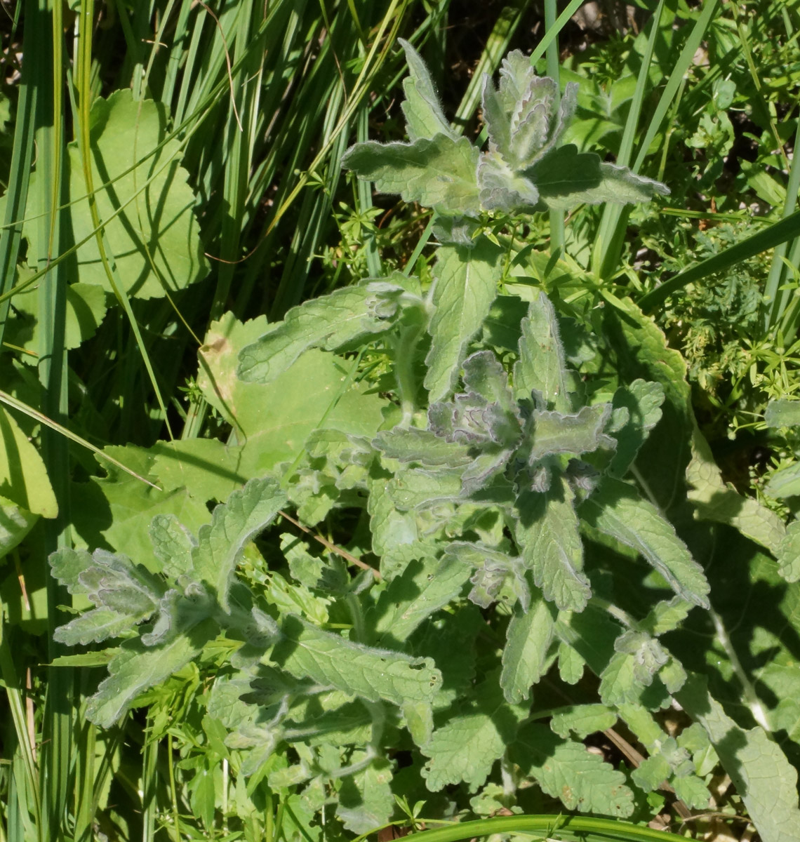 Изображение особи Mentha asiatica.