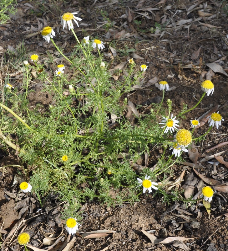 Изображение особи род Anthemis.