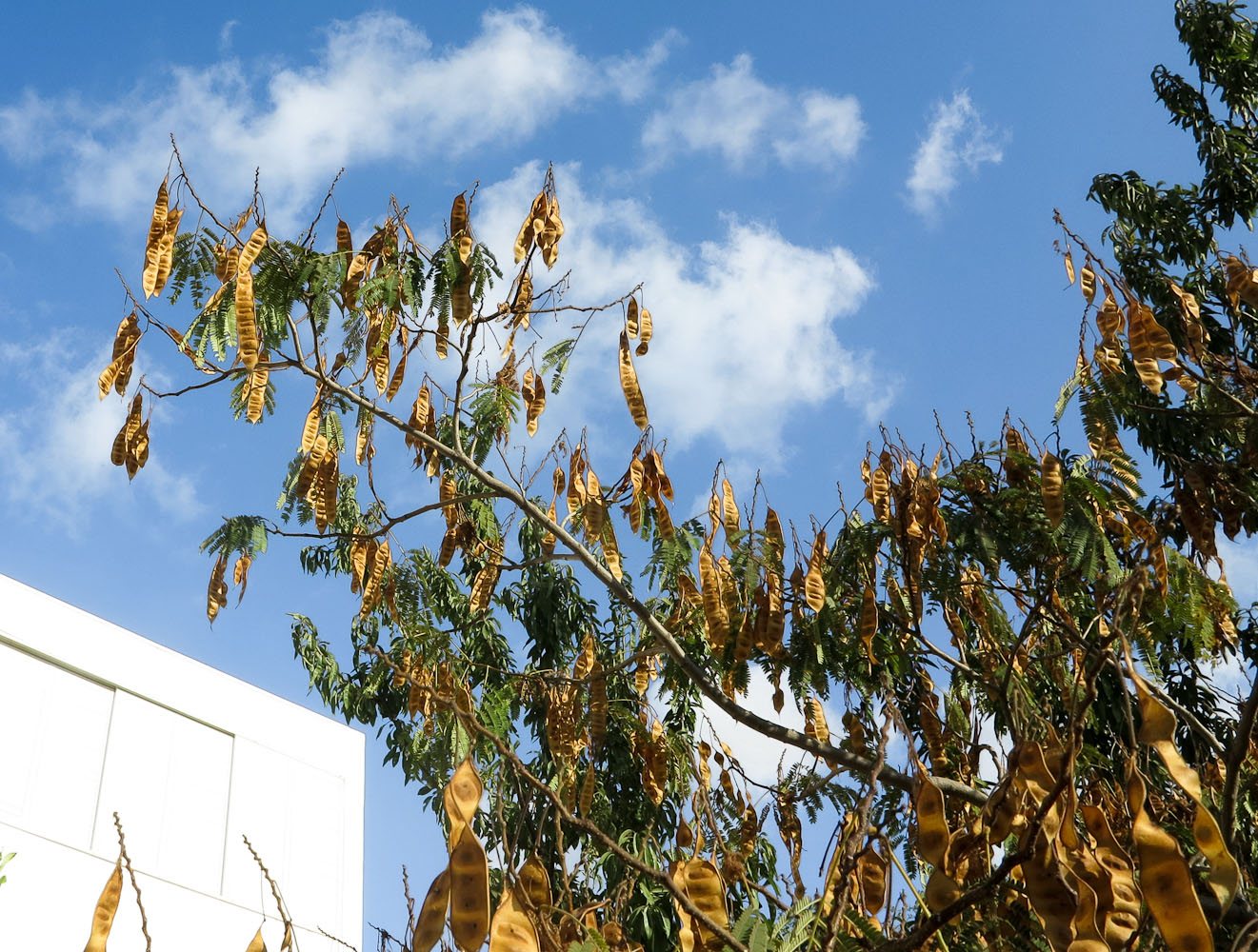 Image of Albizia julibrissin specimen.