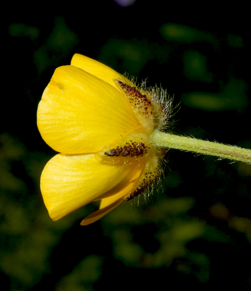 Изображение особи Ranunculus aleae.