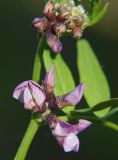 Vicia sepium