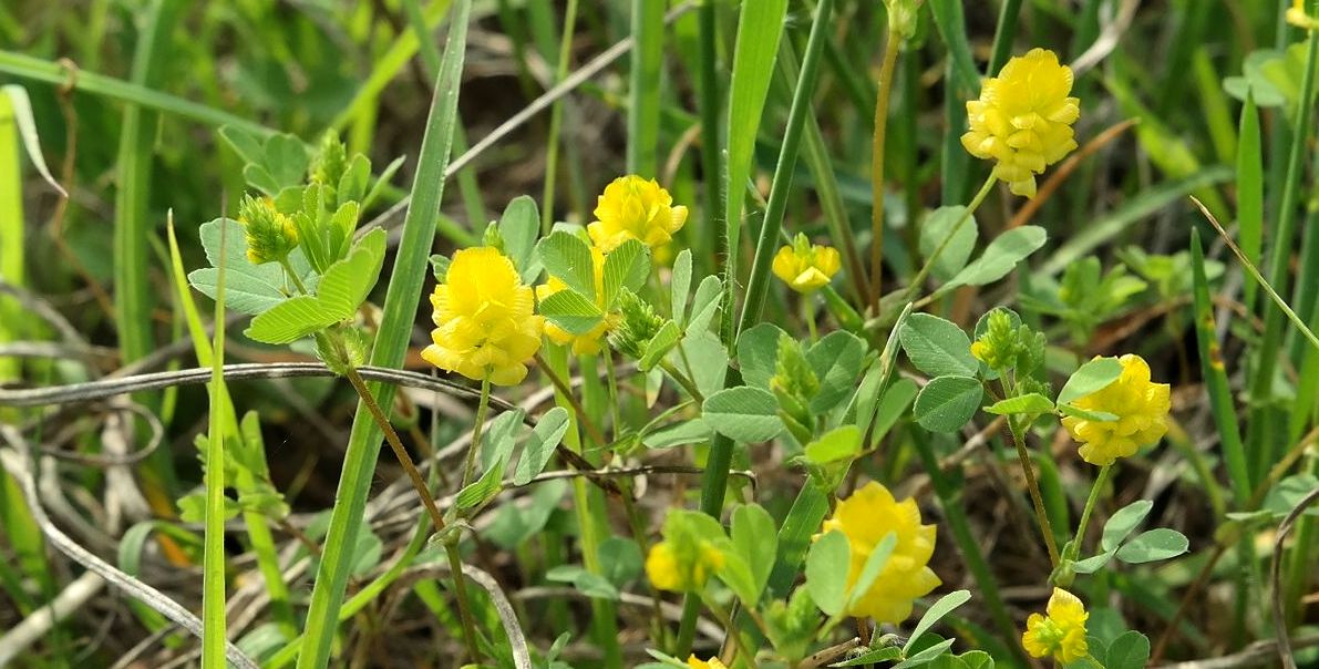 Изображение особи Trifolium campestre.