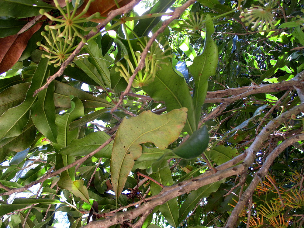 Image of Stenocarpus sinuatus specimen.