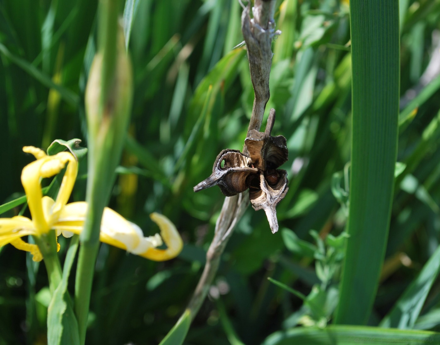 Image of Iris halophila specimen.