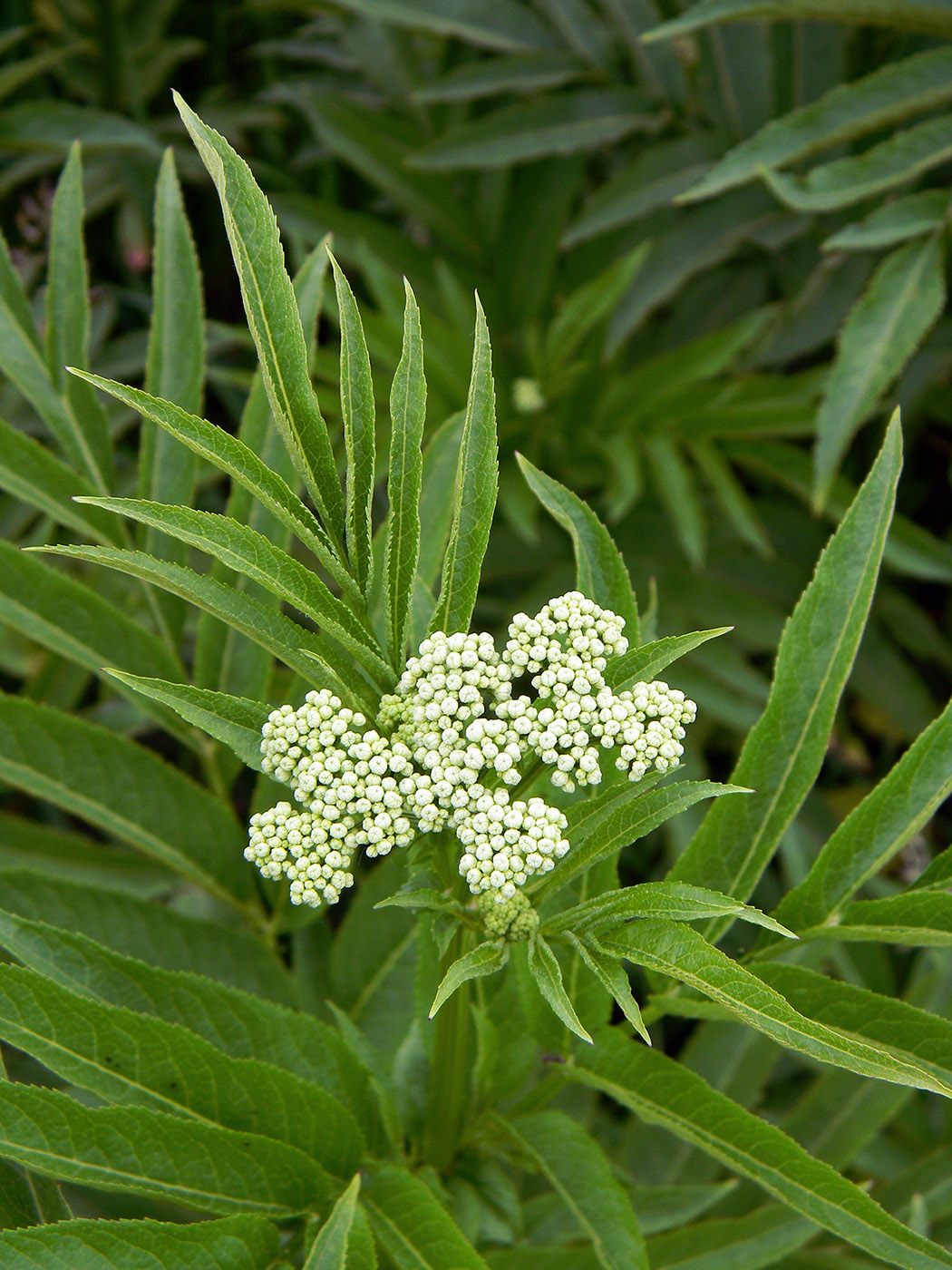 Изображение особи Sambucus ebulus.