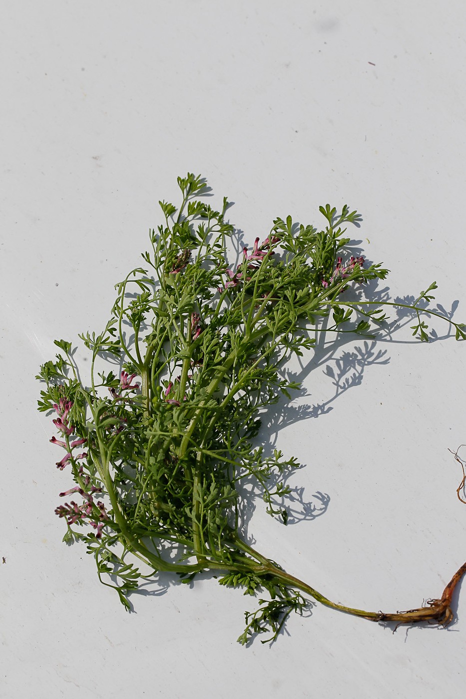 Image of Fumaria officinalis specimen.
