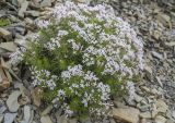 Asperula cretacea