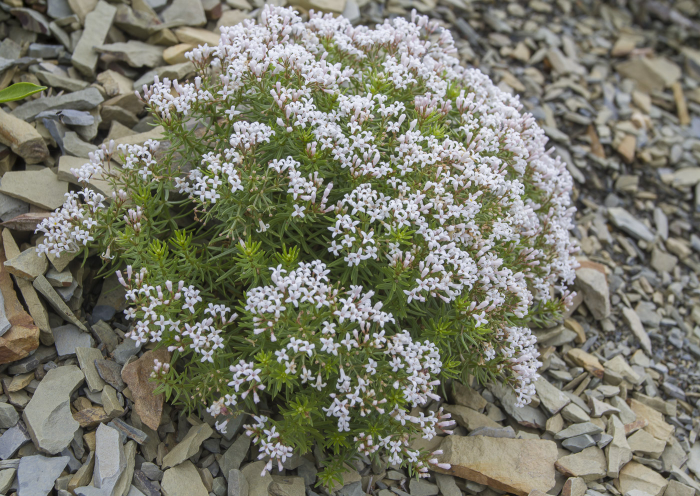 Изображение особи Asperula cretacea.