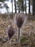 Pulsatilla uralensis. Побеги с бутонами. Свердловская обл., окр. г. Североуральск, травяной сосняк на известняковой скале. 30.04.2007.