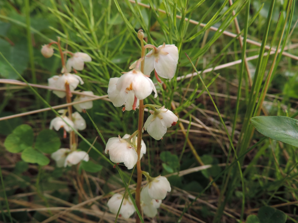 Изображение особи Pyrola rotundifolia.