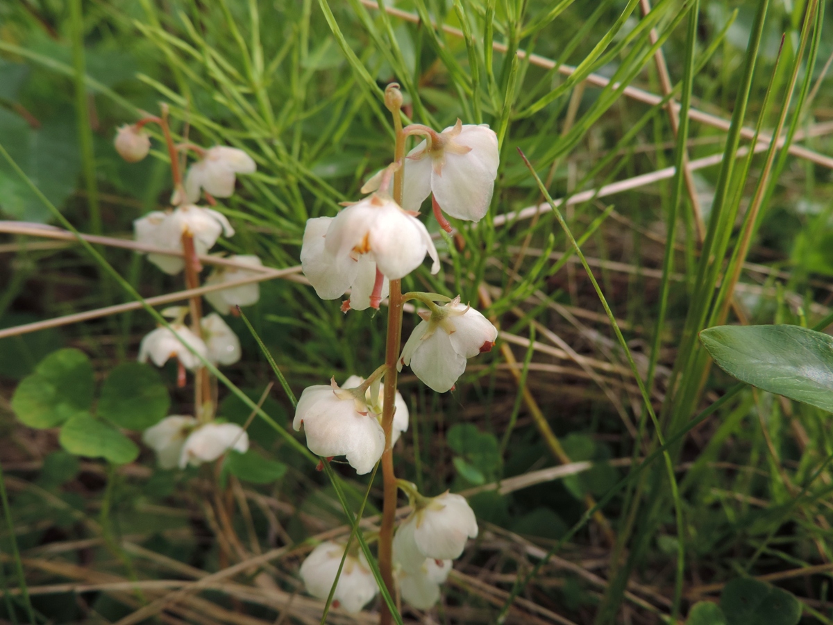 Image of Pyrola rotundifolia specimen.