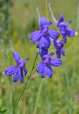 Delphinium consolida