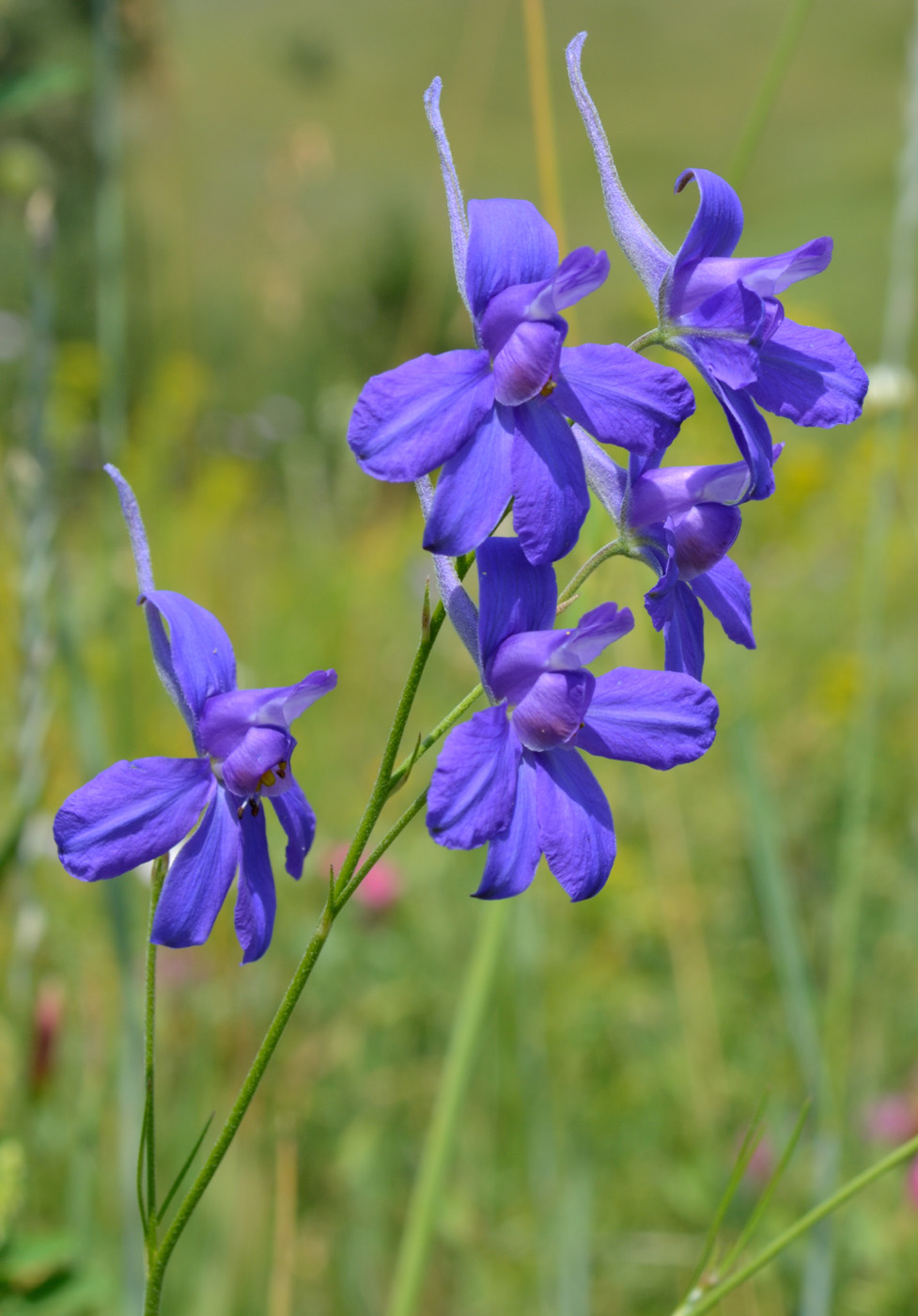 Image of Delphinium consolida specimen.