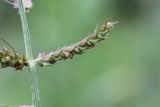 Echinochloa crus-galli. Часть соплодия. Костромская обл., г. Нерехта, огород. 07.07.2016.