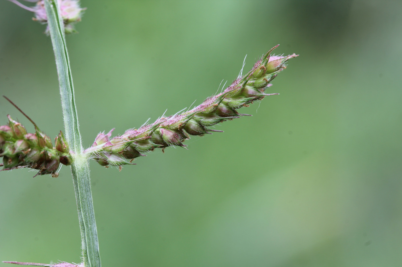 Image of Echinochloa crus-galli specimen.