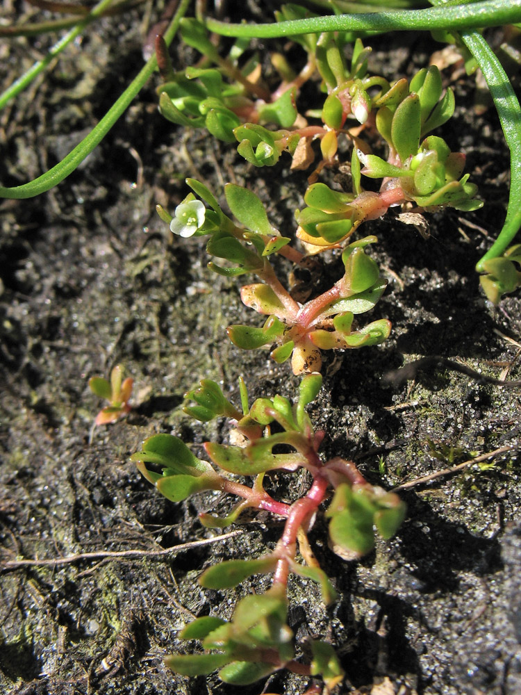 Image of Montia arvensis specimen.