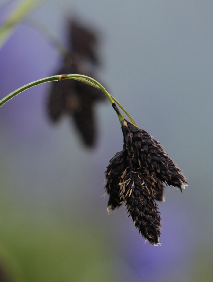 Image of Carex aterrima specimen.