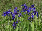 Iris sanguinea. Верхушки цветущих растений. Приморье, окр. г. Находка, бухта Лашкевича, поляна у дороги. 28.05.2016.